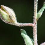 Helianthemum aegyptiacum Fruit