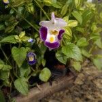 Torenia fournieri Blomst