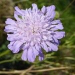 Scabiosa canescens Blüte