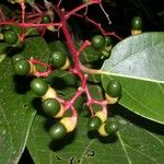 Cinnamomum chavarrianum Fruto