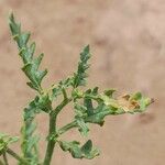 Solanum triflorum Blad