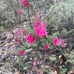 Epacris impressa 花