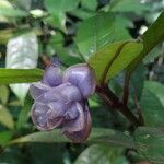 Psychotria urbaniana Flower