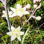 Anticlea elegans Blüte