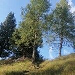 Larix sibirica Rinde