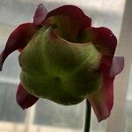 Sarracenia leucophylla Flor