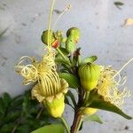 Lafoensia punicifolia Virág