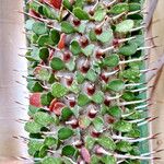 Alluaudia montagnacii Hoja