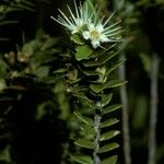 Tepualia stipularis Flor