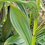 Veratrum album Hoja