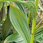 Veratrum album Leaf