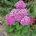 Achillea distansFlor