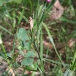 Dianthus armeria Habit