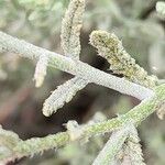 Heliotropium bacciferum Hoja