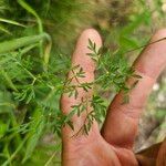 Peucedanum palustre Feuille