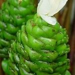 Costus afer Λουλούδι