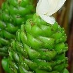 Costus afer പുഷ്പം