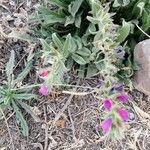 Echium arenarium Flower