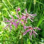 Lychnis flos-cuculi Blüte