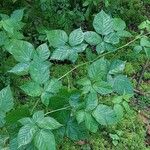 Rubus polonicus Leaf