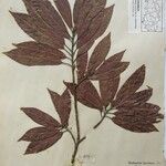 Dodecadenia grandiflora Diğer