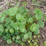 Claytonia perfoliata Habitat