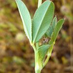 Trifolium ciliolatum Ліст