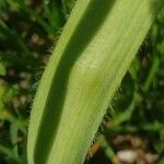 Allium subhirsutum Leaf