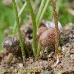 Marsilea quadrifolia Gyümölcs