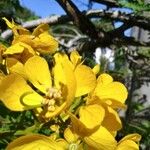 Senna spectabilis Λουλούδι