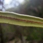 Elaphoglossum lancifolium Liść