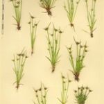 Juncus capitatus Annet