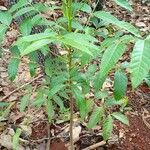 Swietenia mahagoni Агульны выгляд