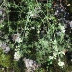 Galium lucidum Hàbitat