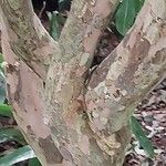 Plinia cauliflora Corteza