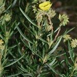 Helianthemum syriacum Otro