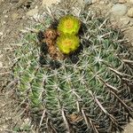 Ferocactus cylindraceus Habit