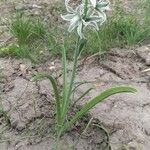 Ornithogalum boucheanum Λουλούδι