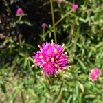 Mimosa quadrivalvis Flower