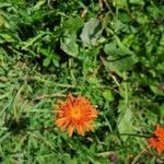 Crepis aurea Çiçek