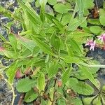 Valeriana angustifolia Blatt