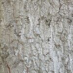 Quercus agrifolia Corteza