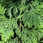 Chamaecyparis obtusa Hoja