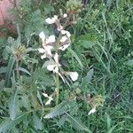 Eruca sativa Flower