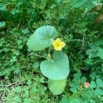 Cucumis melo Λουλούδι
