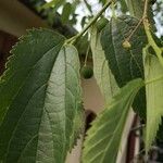 Celtis australisHoja