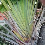 Ravenala madagascariensis Casca