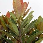 Xanthostemon sebertii Leaf