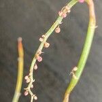 Rumex induratus ফুল