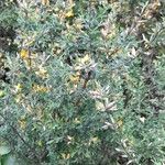 Genista pilosa आदत